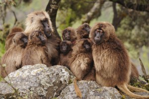 Gelada_group
