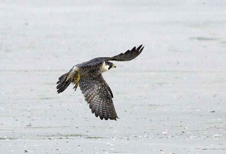 peregrine-falcon-bird-in-flight-close-to-ground-falco-peregrinus